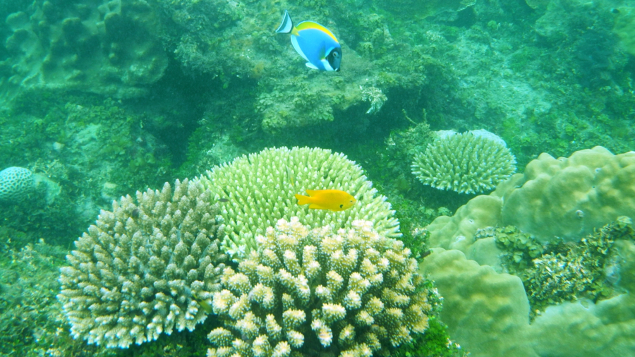 nice-reef-shot-cropped