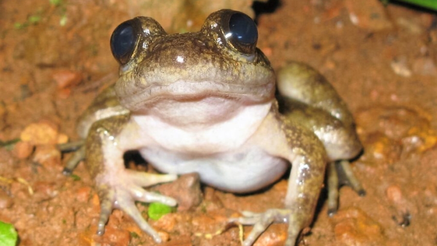 Conraua-sagyimase-Atewa-Slippery-Frog-Dr-Caleb-Ofori-Boateng