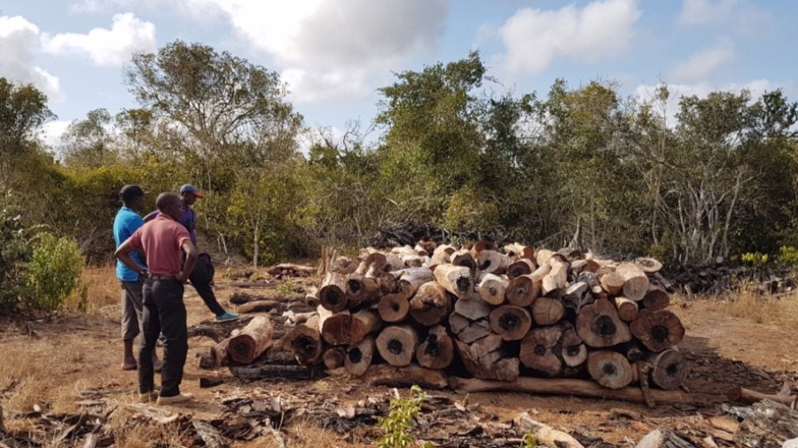 Log-piles-in-Dakatcha-cropped