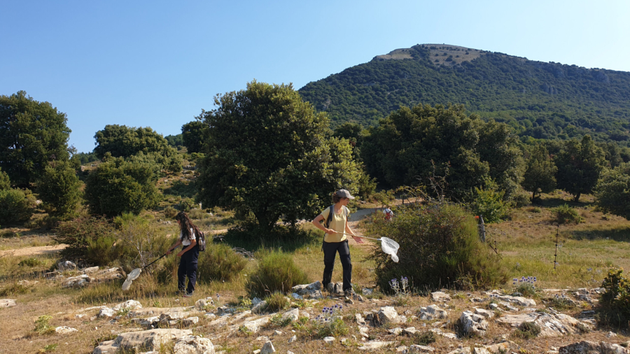 Hermit butterfly fieldwork in action - A Rocha France, Courmettes - 2022 July