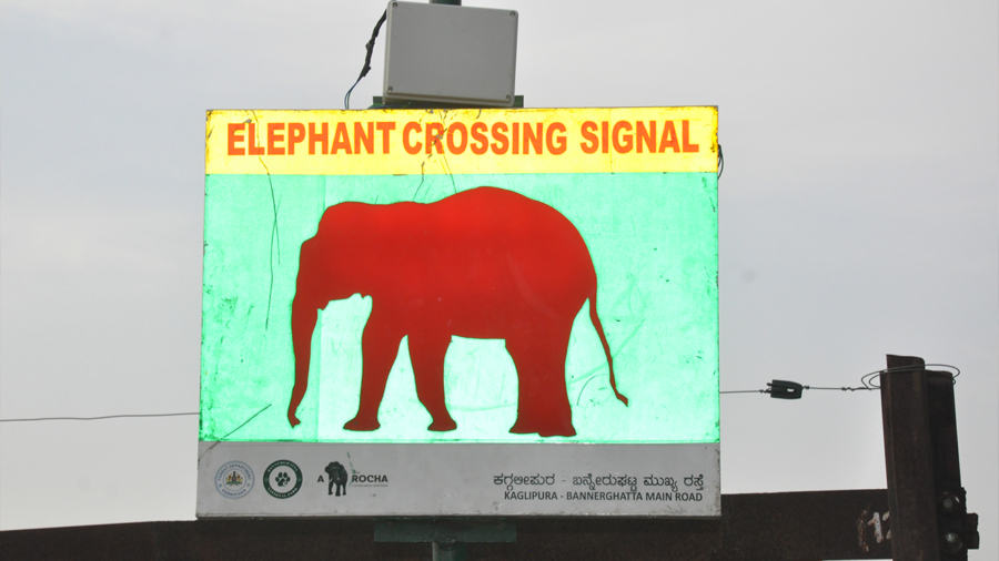 Elephant