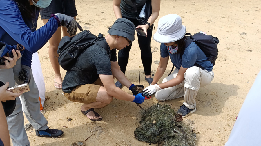 Mangrove-Horseshoe-Crab