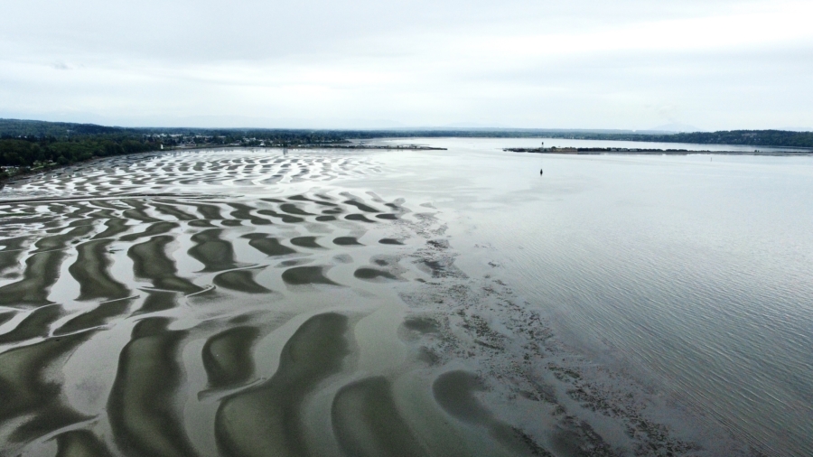 Semiahmoo Bay looking south towards Drayton Harbor in the US, where shellfish harvest is permitted (by Hannah Mae)