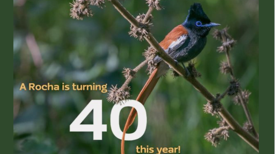 turning 40