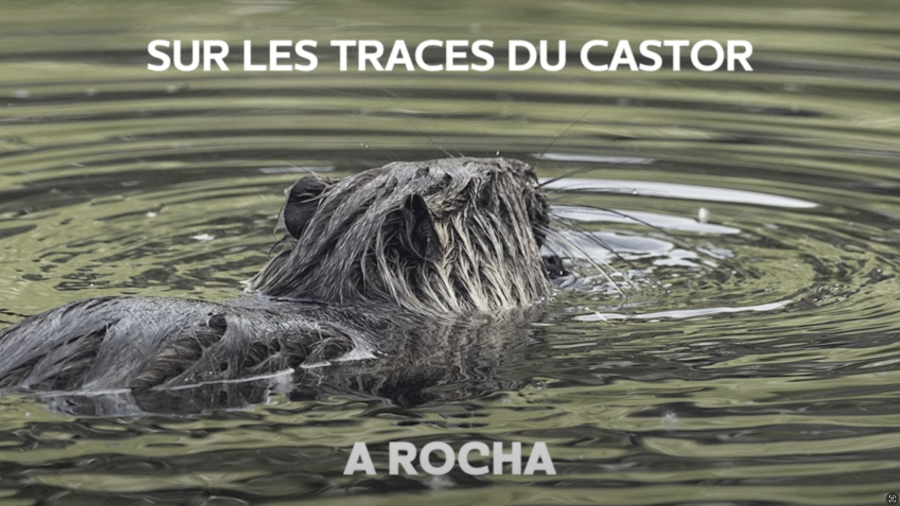 Beaver_top story