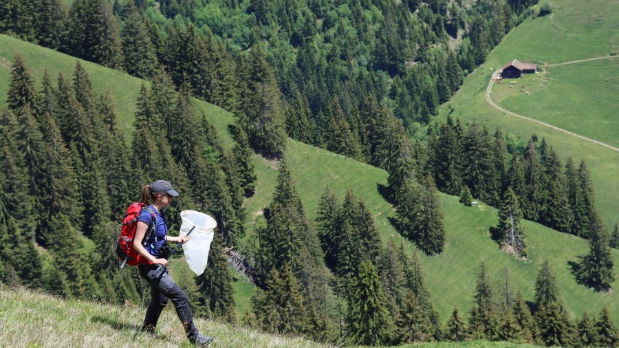 Swiss dry meadows - ARCH