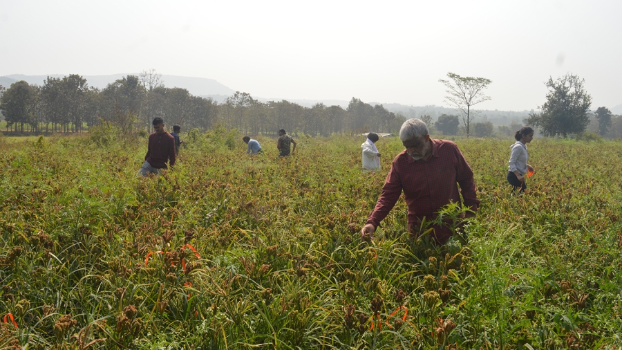 India-Farming_mc
