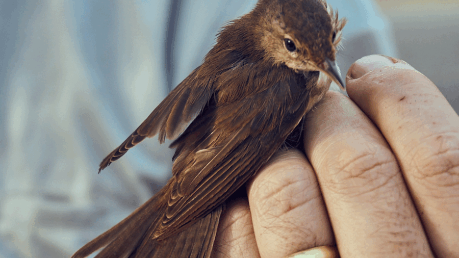 Eurasian-Reed-Warbler_mc