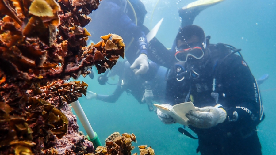 Coral gardening header